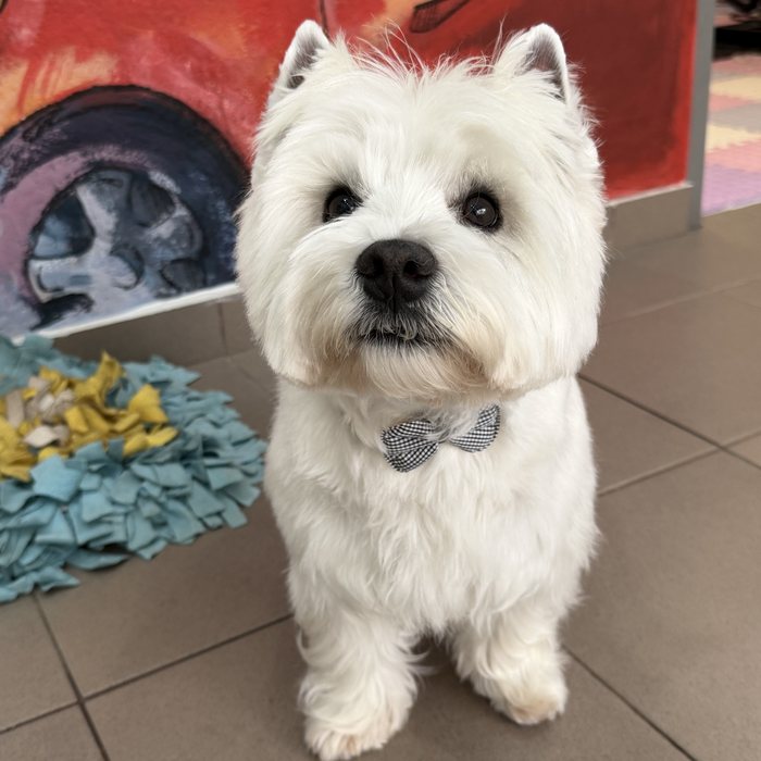Λευκό Westie μετά το γκρούμινγκ