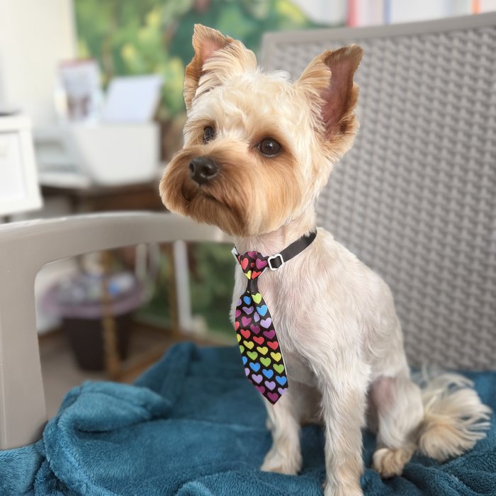 Yorkshire terrier με γραβάτα μετά το γκρούμινγκ
